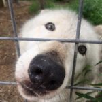 noahs-ark-wolve-e1472570312624