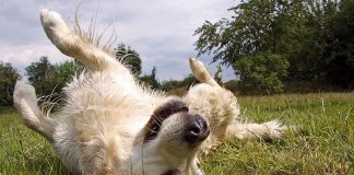 dog rolling in grass