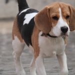 beagle-dogs
