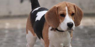 beagle dog