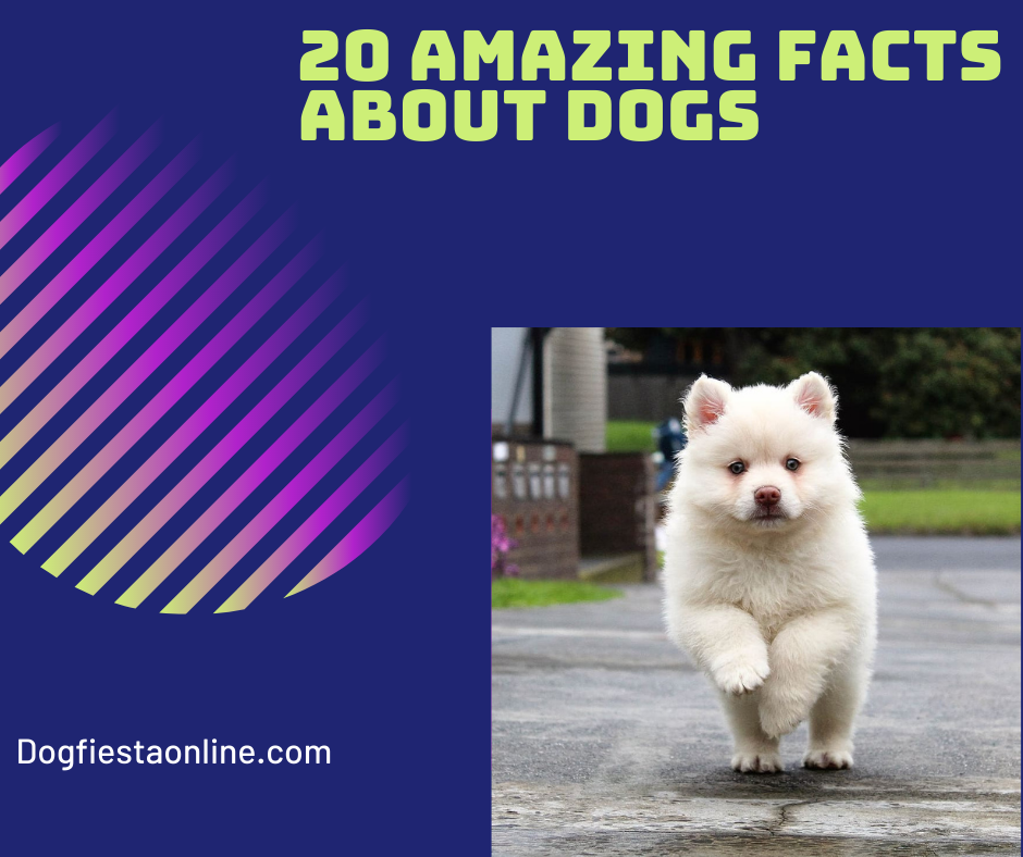 amazing dog facts