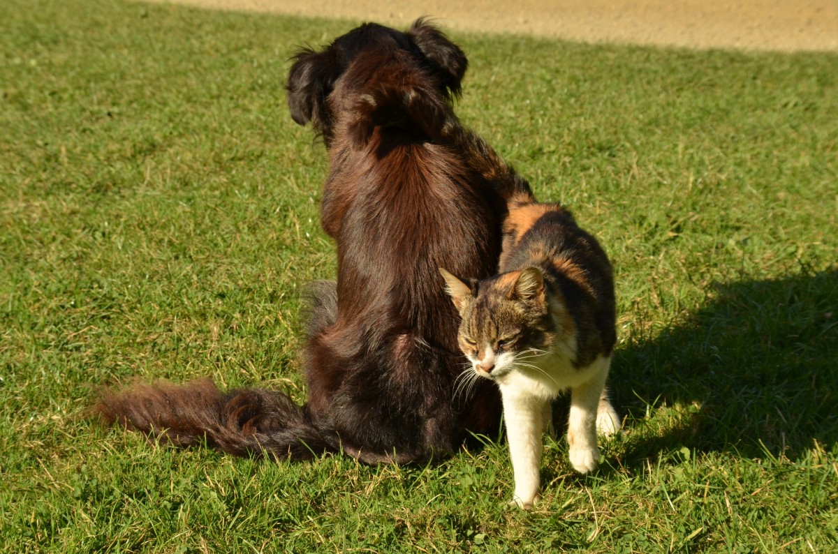 How to Introduce a Hyper Dog to a Cat - Dog Fiesta Online
