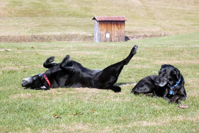 Why do Dogs rub their faces on the ground? Dog Fiesta Online