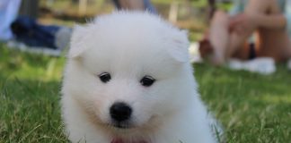 samoyed puppy