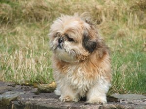 shih tzu puppy