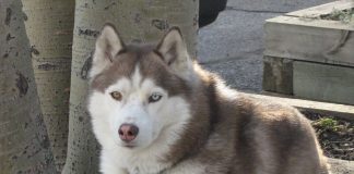 siberian husky dog