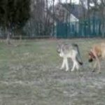 wolf and great dane