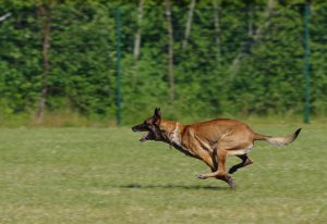 Belgian Malinois dog
