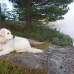 great-pyrenees-dog