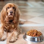 english-cocker-spaniel-dog food