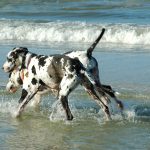 Great dane playing in water