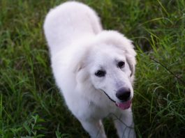 Great Pyrenees dog