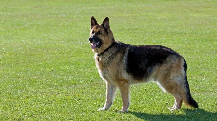 german shepherd