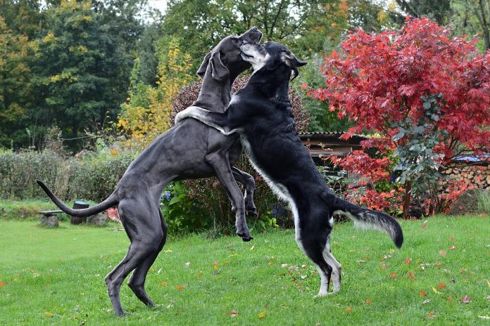 great dane
