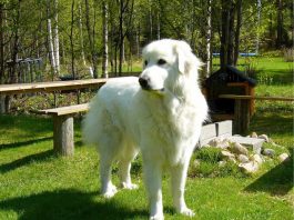Great Pyrenees dog