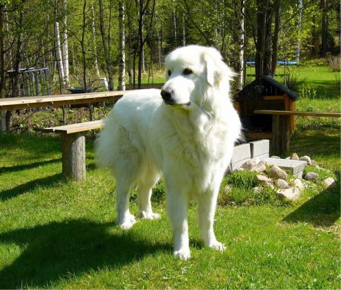 Do the Great Pyrenees like to Swim? Do the Great Pyrenees have Webbed ...