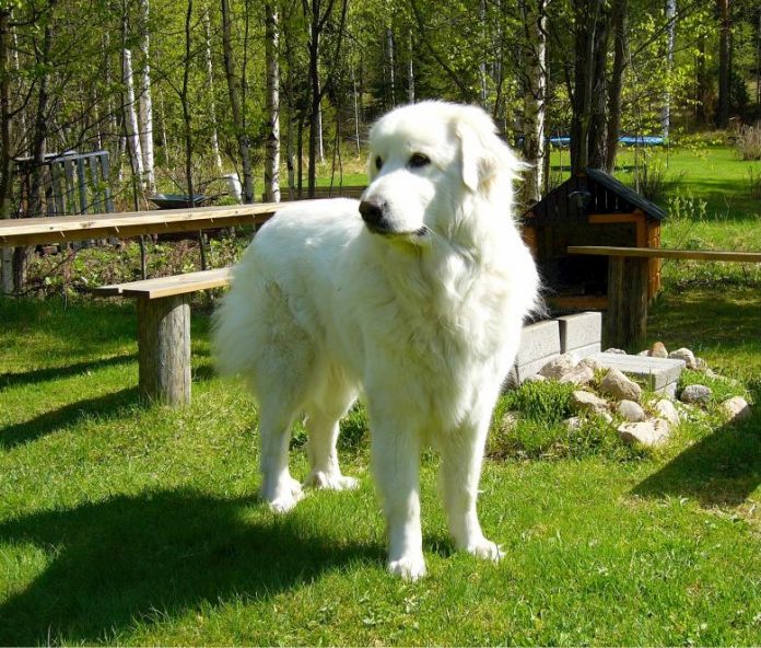 Great Pyrenees 4 Great Pyrenees dog
