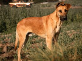 what is the best dog food for great danes